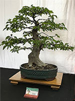 Ficus